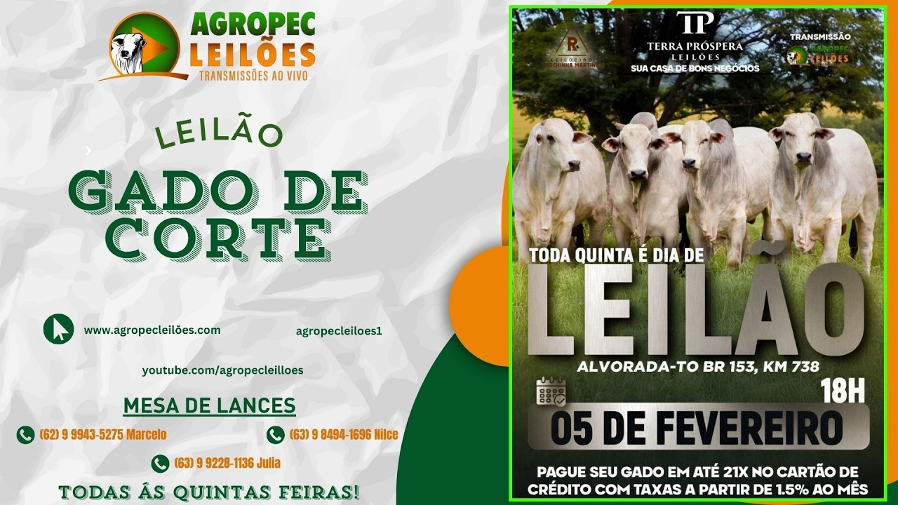 Leilão de gado de corte em Alvorada
