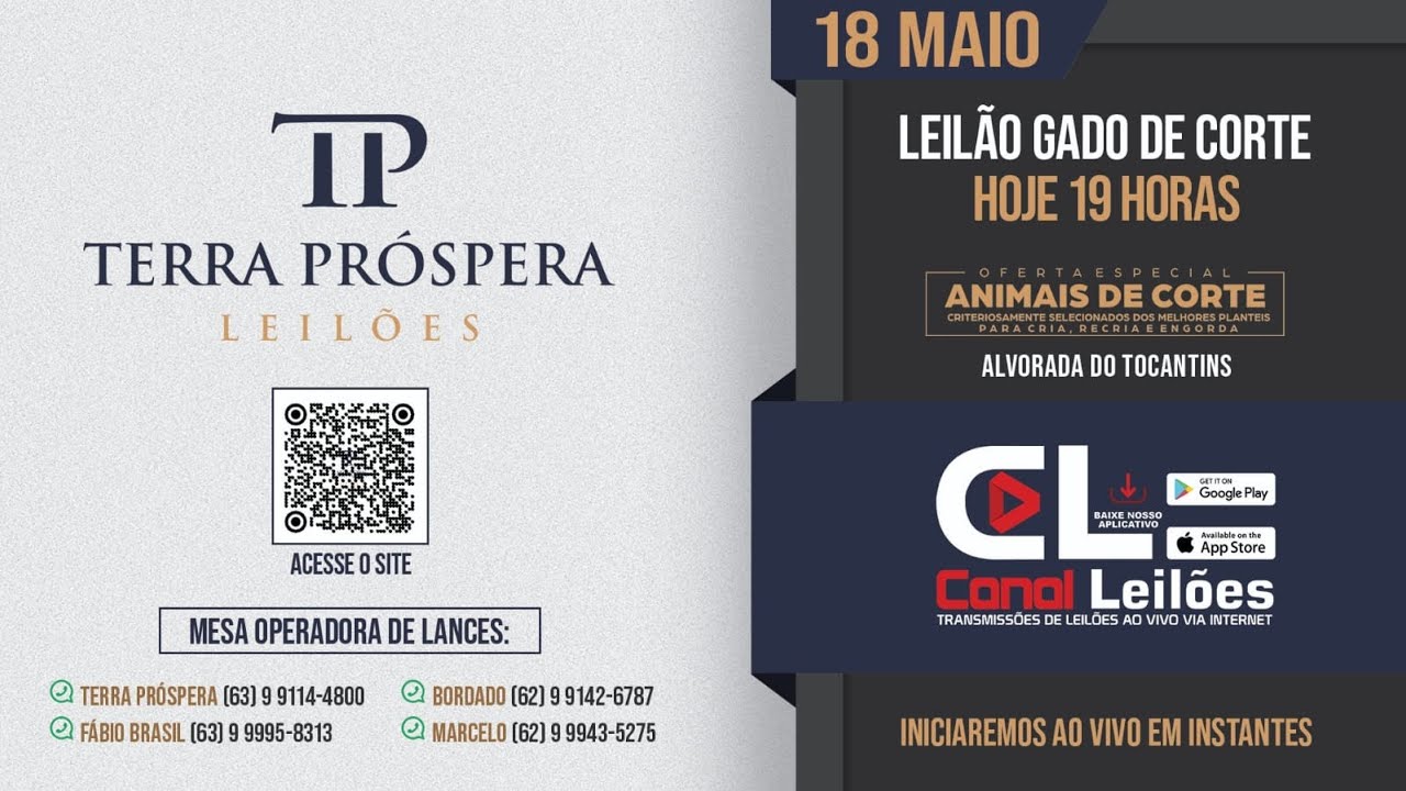 Leilão de gado de corte transmitido pelo Canal Leilões
